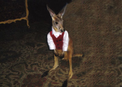 Baby Kangaroo