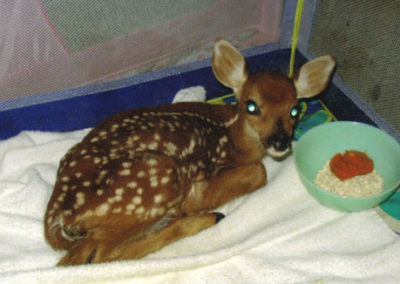 Rescued Fawn