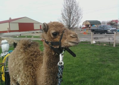 Bonnie the Camel