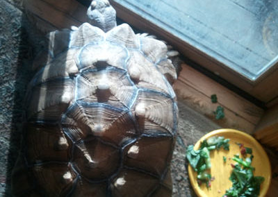 Fred the Tortoise