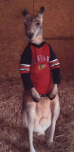 Jack the Kangaroo