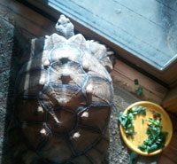 Fred the Tortoise