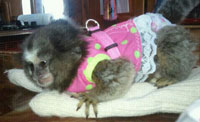 Lulu the Monkey